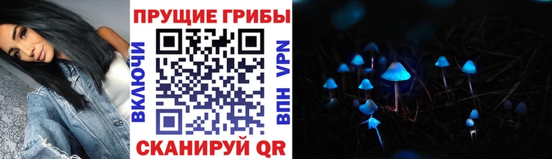 Галлюциногенные грибы Psilocybe  Новомосковск 